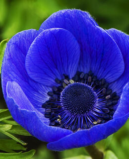 Наталья Трофимова