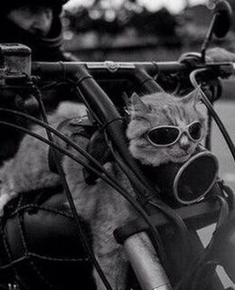 Because-Fuck-U Thats-Why